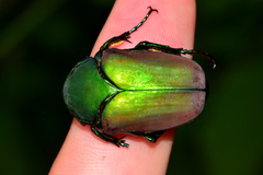 Cotinis laticornis