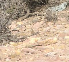 Upucerthia dumetaria