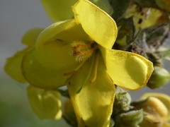 Verbascum phlomoides