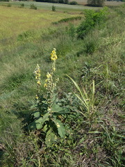 Verbascum phlomoides