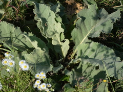 Verbascum phlomoides