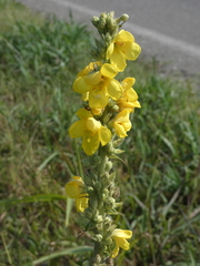 Verbascum phlomoides
