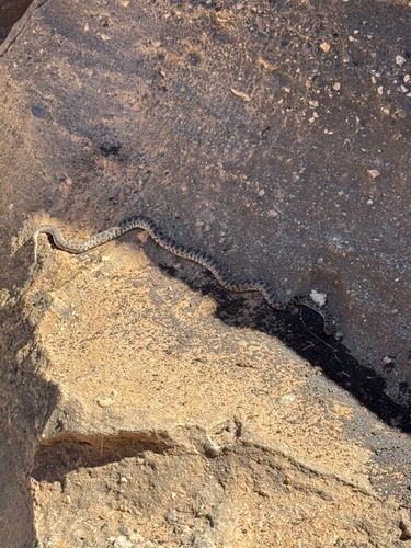 Children's Pythons sighting