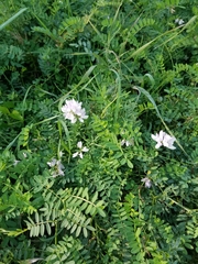 Securigera varia