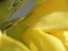 Verbascum phlomoides