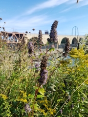 Agastache foeniculum