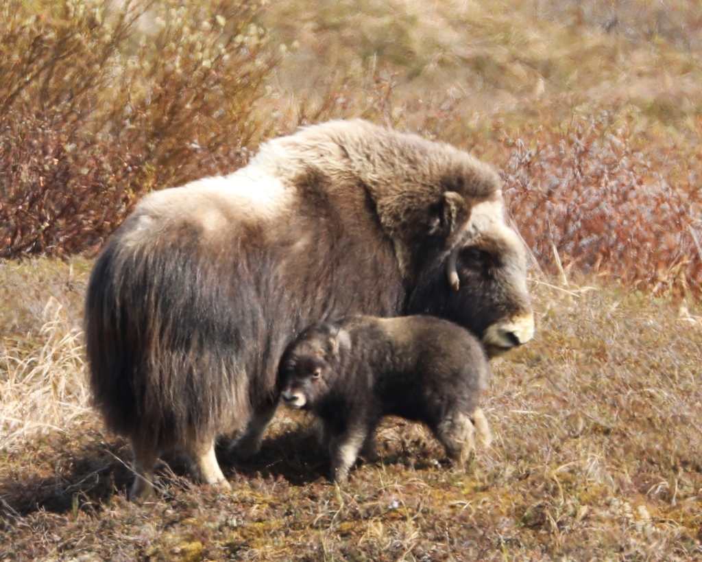 Ovibos moschatus, Nome Census Area, AK, USA, by mather65