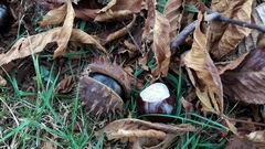 Aesculus hippocastanum