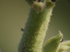 Verbascum phlomoides