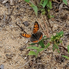 Lycaena phlaeas hypophlaeas