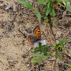 Lycaena phlaeas hypophlaeas