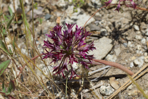 Abrams' allium (Allium abramsii)
