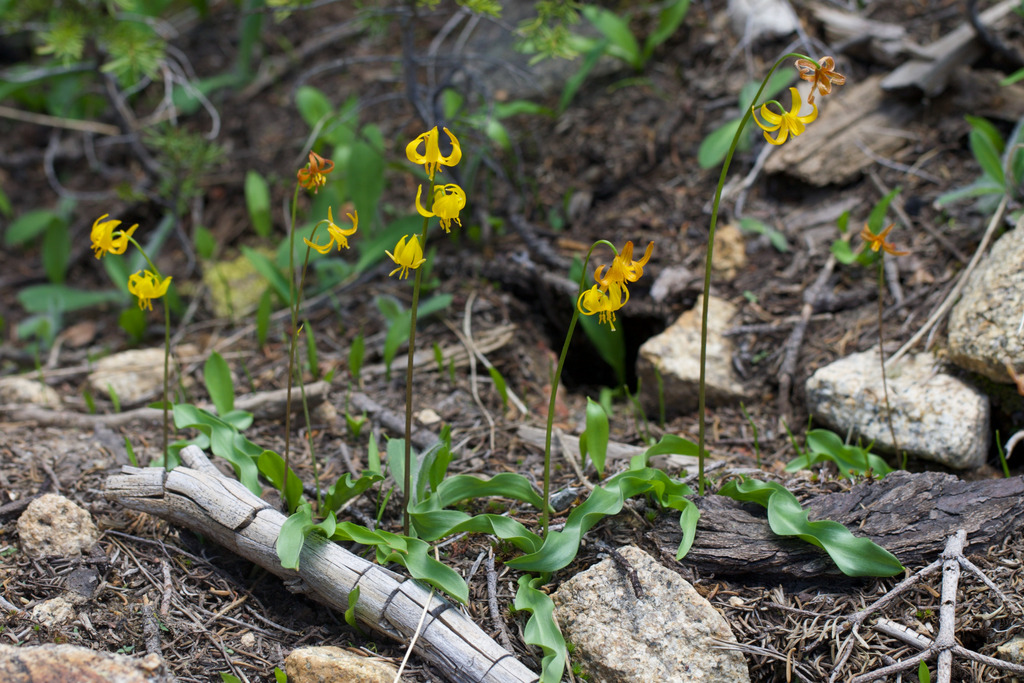 shuteye peak fawn lily