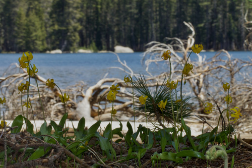 Erythronium pluriflorum, photograph 6