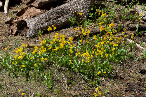 Erythronium pluriflorum, photograph 1