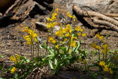 Erythronium pluriflorum