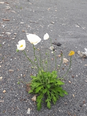 Papaver amurense