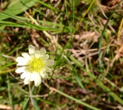 Anemone decapetala