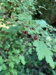 Ribes menziesii