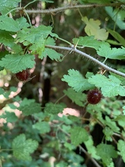 Ribes menziesii