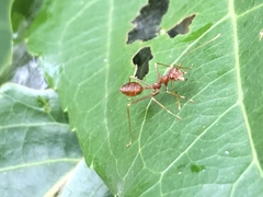 Oecophylla smaragdina