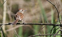 Thamnophilus ruficapillus