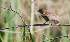 Thamnophilus ruficapillus