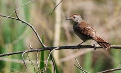 Thamnophilus ruficapillus