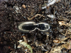 Oregus aereus