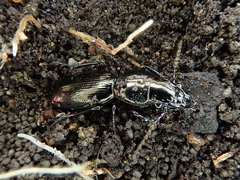 Oregus aereus