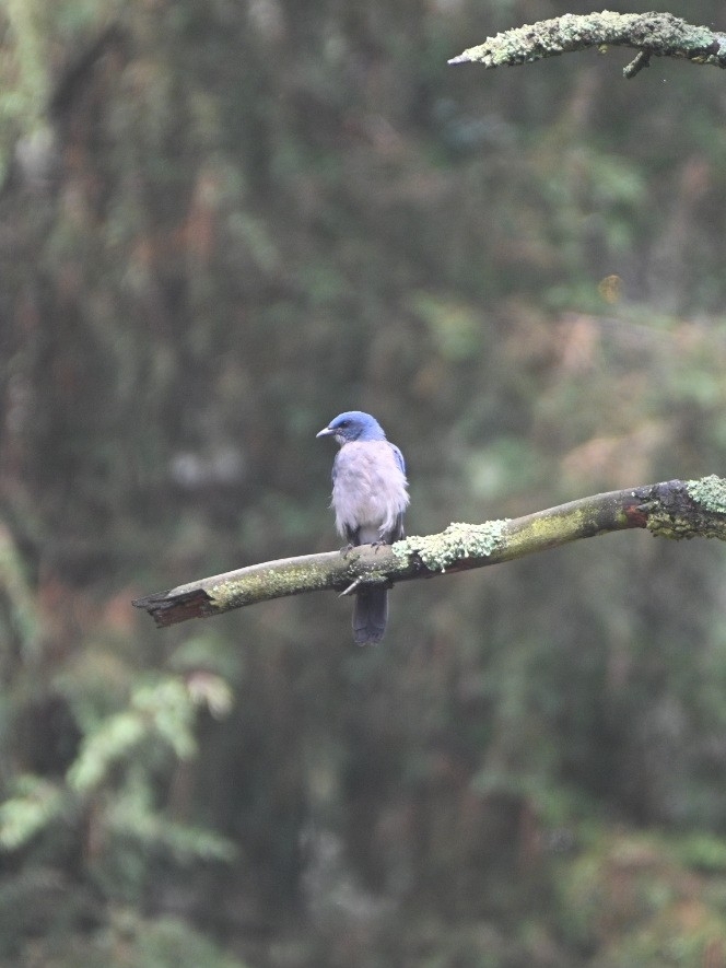 Transvolcanic Jay (Aphelocoma ultramarina), photo 1