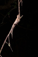 Otocryptis