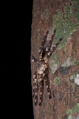 Poecilotheria subfusca