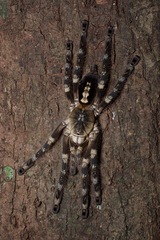 Poecilotheria subfusca
