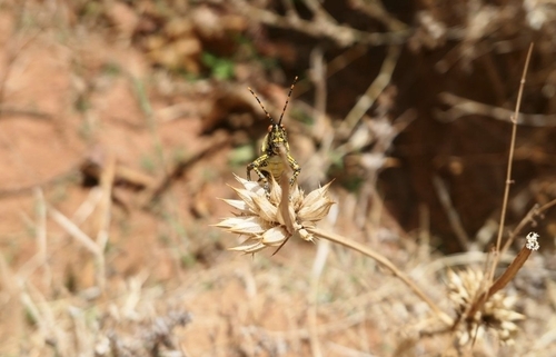 Elegant grasshopper