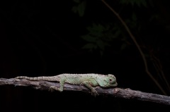 Lyriocephalus scutatus