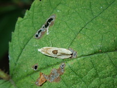 Aethes angustana