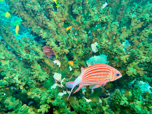 Crown Squirrelfish