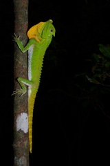 Lyriocephalus scutatus