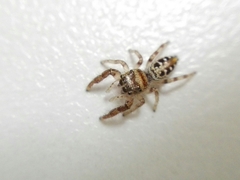 Dendryphantes