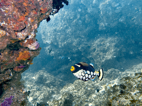 Big-spotted triggerfish (Balistoides conspicillum) — Balistidae — 4