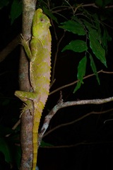 Lyriocephalus scutatus