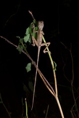 Otocryptis