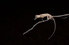 Otocryptis