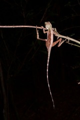 Otocryptis