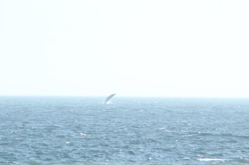 ミンククジラ
