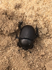 Geotrupes opacus