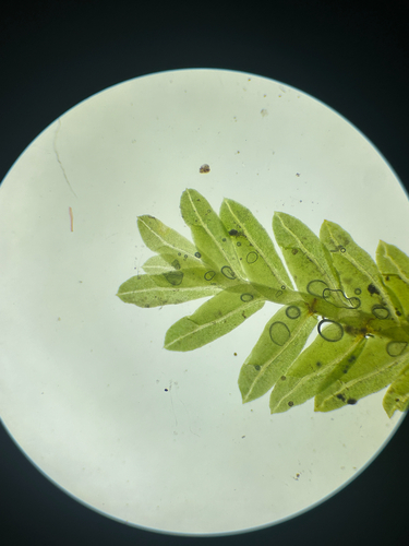 Fissidens bushii observed 2025-05-29