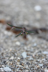 Euphorbia cumbrae