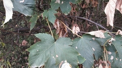 Acer pseudoplatanus